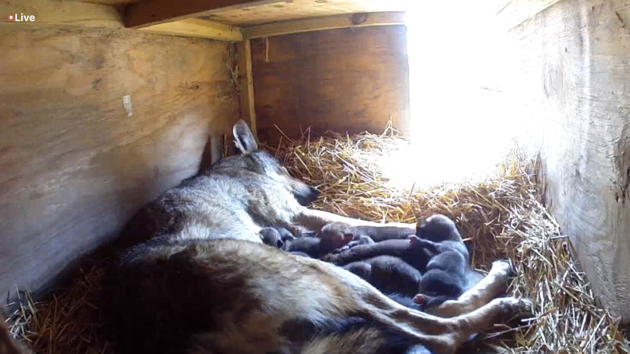 The litter laying with their mother. June 2023.  / Credit: Great Plains Zoo