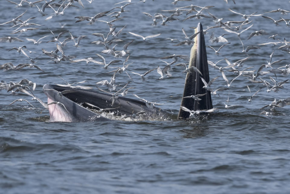 A Bryde&rsquo;s whale pictured in Thailand. (Photo: kanyapak katsang via Getty Images)