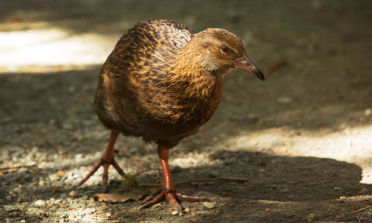 <span>Spencer Jones and teammate Oliver Dev were disqualified from the reality show Race to Survive after Jones killed and ate a New Zealand weka.</span><span>Photograph: Murdo MacLeod/The Guardian</span>