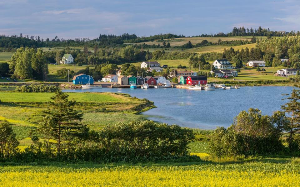 Canola fields in central Prince Edward Island, Canada