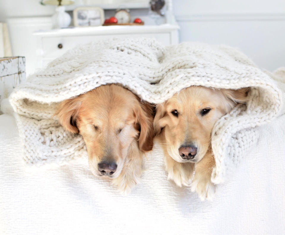 Jake, left, is cared for by his pal Addie (Picture: Caters)