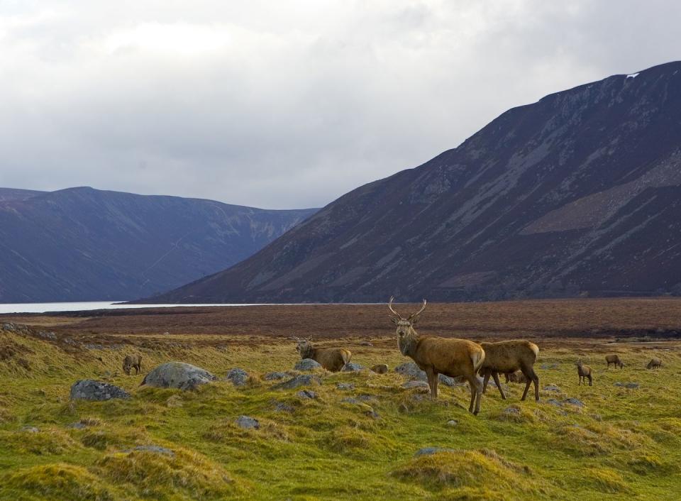 aberdeenshire