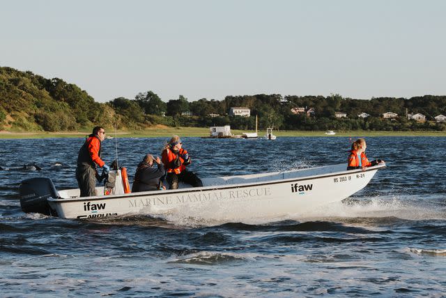 <p>IFAW</p> Rescuers work to push dolphins out to deeper waters.