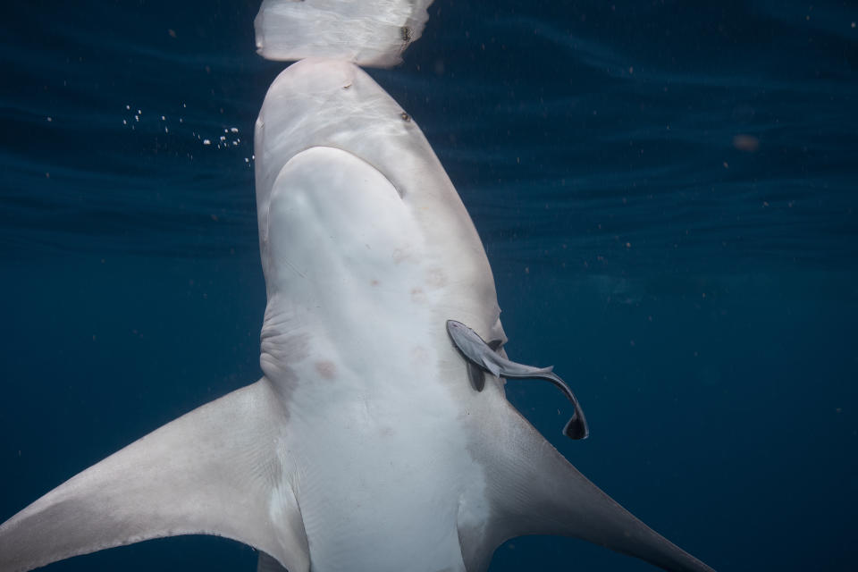 A large shark swims underwater, showcasing its underbelly with a small fish attached to its side