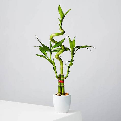 Lucky Bamboo Spiral