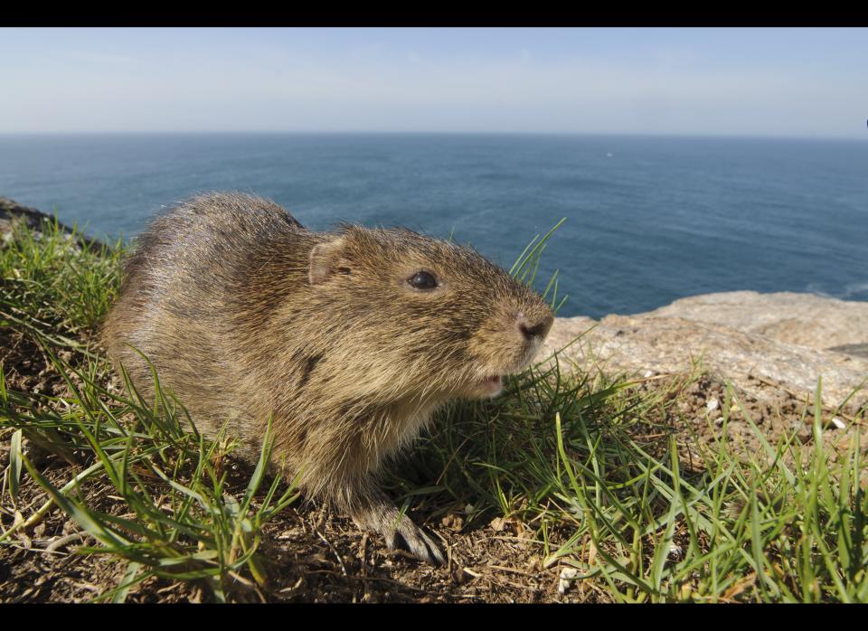 <strong>Scientific Name:</strong> <em>Cavia intermedia</em>    <strong>Common Name: </strong>Santa Catarina's Guinea Pig    <strong>Category:</strong> Guinea Pig    <strong>Population: </strong> 40-60 individuals    <strong>Threats To Survival:</strong> Habitat disturbance and possible hunting; small population effects