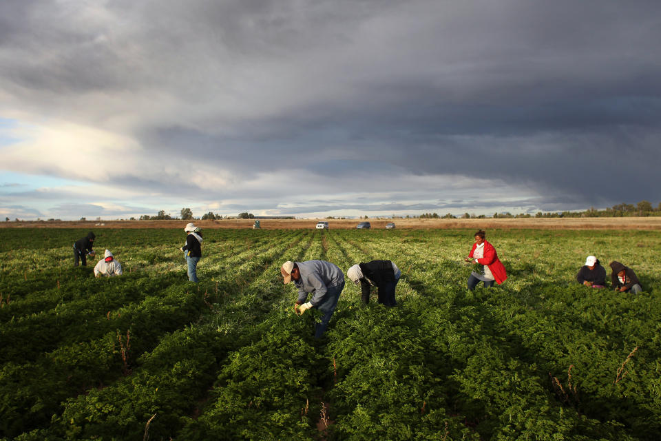 <p>Mexican migrant workers harvest organic parsley at Grant Family Farms on Oct. 11, 2011, in Wellington, Colo. Although demand for the farm’s organic produce is high, Andy Grant said that his migrant labor force, mostly from Mexico, was sharply down that year and he was unable to harvest as much as a third of his fall crops, leaving vegetables in the fields to rot. He said that stricter U.S. immigration policies nationwide have created a climate of fear in the immigrant community, and many workers have either gone back to Mexico or been deported. Although Grant requires proof of legal immigration status from his employees, undocumented migrant workers frequently obtain falsified permits to work throughout the U.S. Many farmers nationwide say they have found it nearly impossible to hire American citizens for seasonal labor-intensive farm work. (Photo: John Moore/Getty Images) </p>