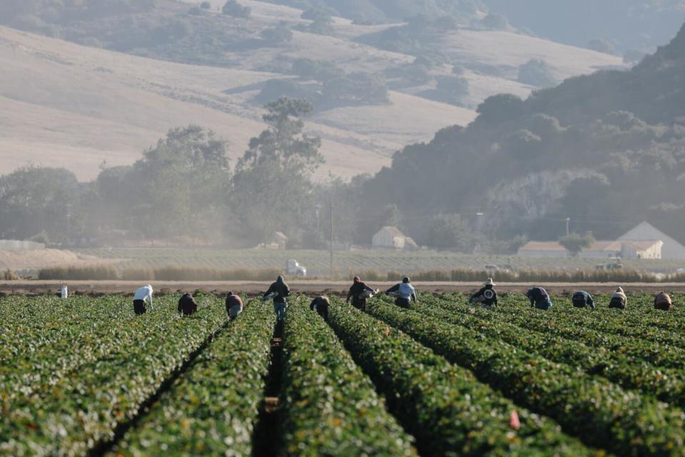 Farmworkers pick strawberries in Salinas.