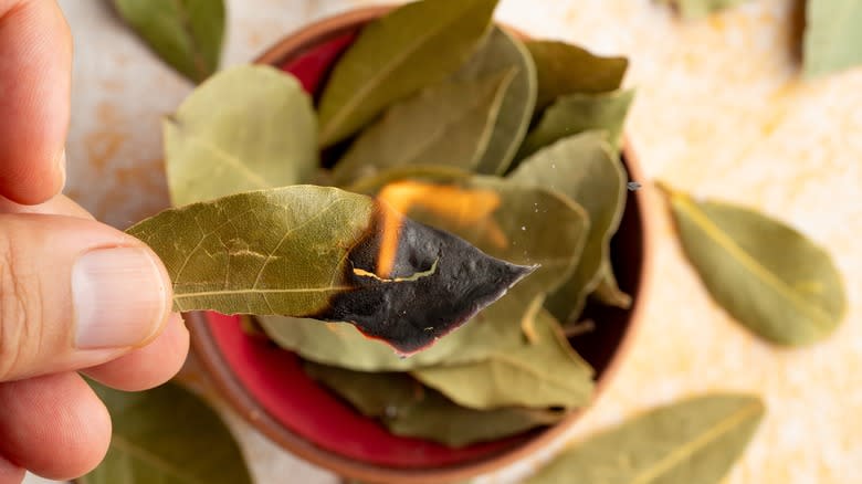 Person burning bay leaves