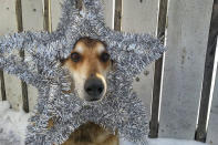 <p>Toby balances a Christmas star on his head. (Photo: Pat Langer/Caters News) </p>