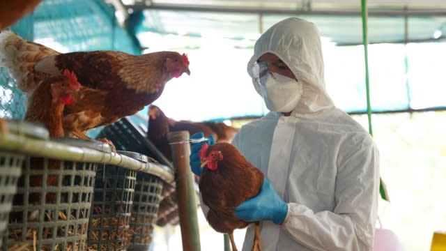 USDA releases genetic knowledge of chicken flu after grievance from scientists