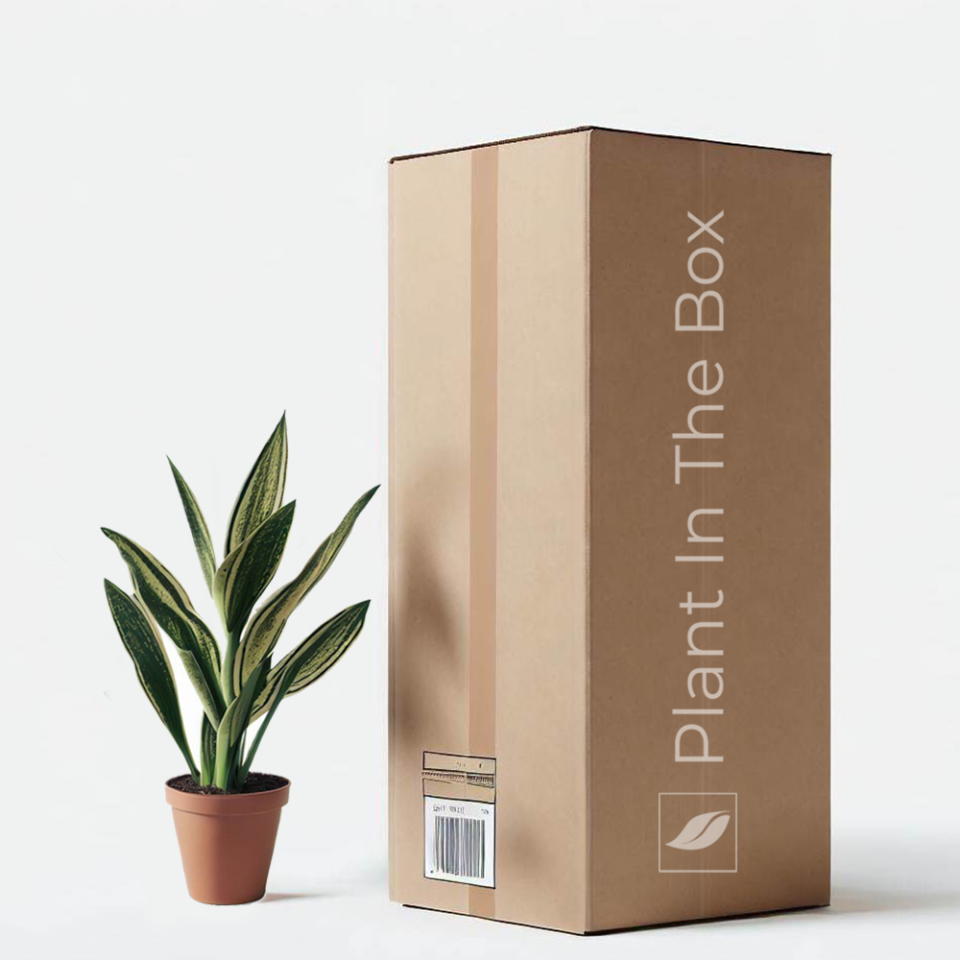 For the Mom with a Green Thumb: Plant In The Box — Bloomer Box Houseplant Subscription