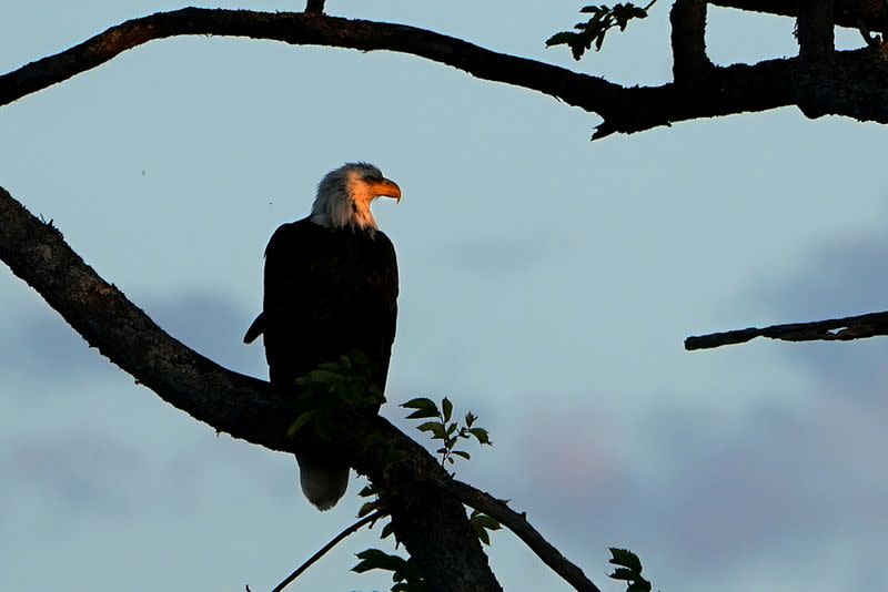 FILE PHOTO: A bald eagle is pictured perched in a tree in Baddeck