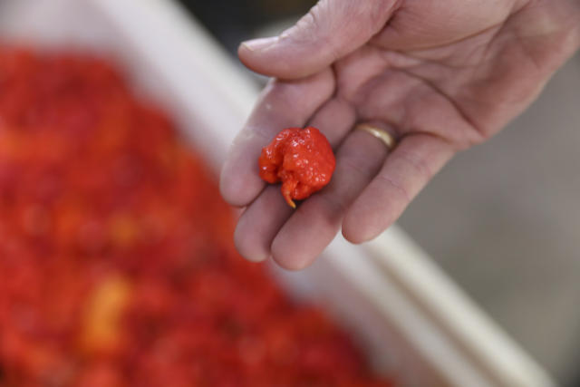 Sum of 150 mass spectra of chili pepper Carolina Reaper in laser-only