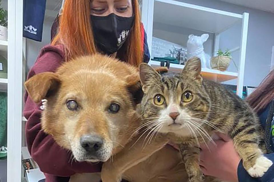 Blind dog with his seeing-eye cat