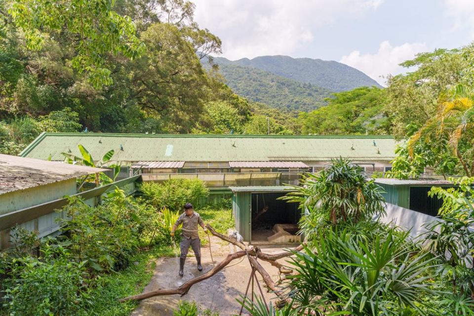 阿Joe正在清潔水巨蜥居住的場區。