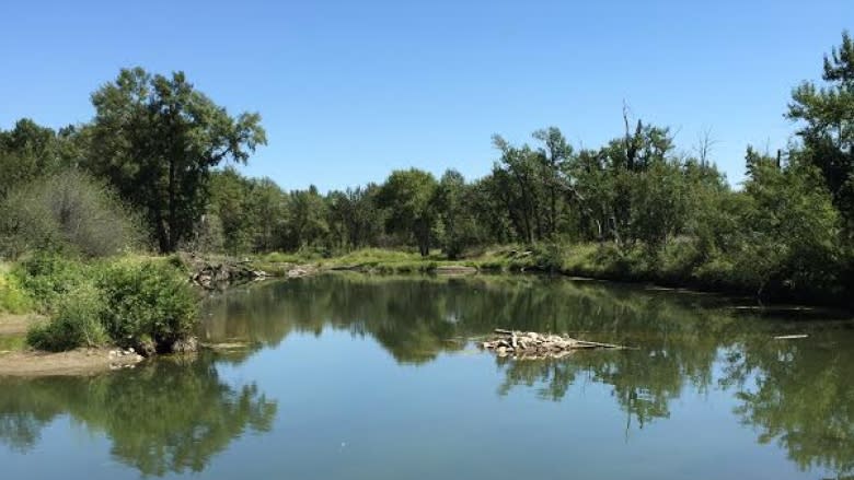 Inglewood Bird Sanctuary reopens after 2013 flood damage