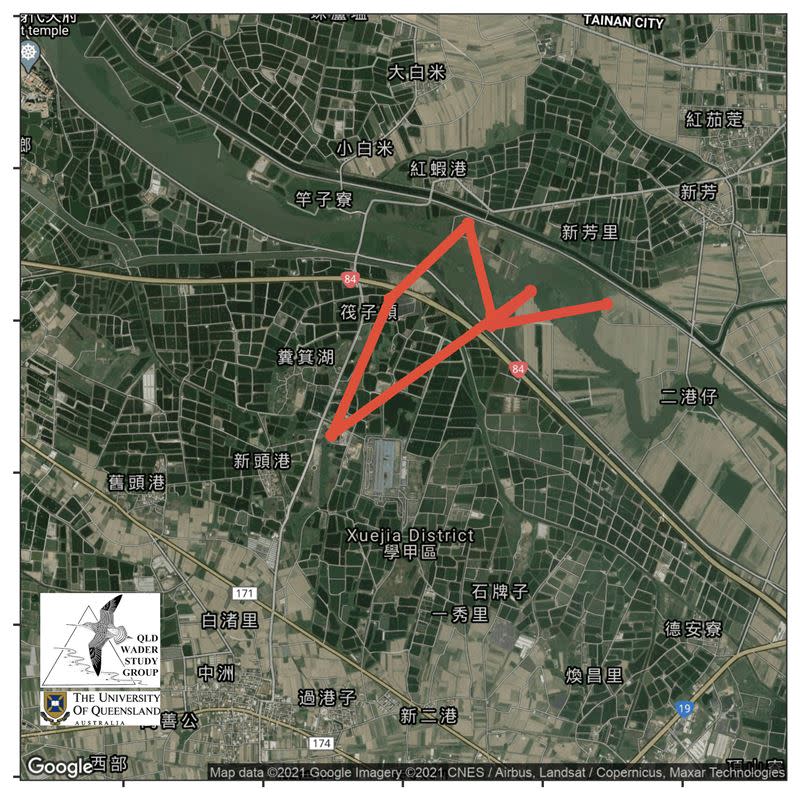 黦鷸於台南學甲活動路徑（圖／澳洲昆士蘭大學、特生中心提供）