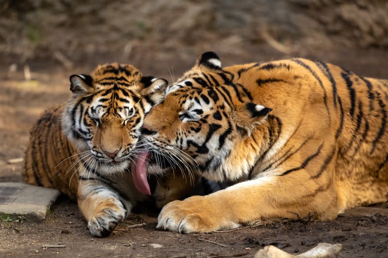 ▲虎媽媽自然地舔吻小老虎，畫面非常溫馨。（圖／Twitter：sk_photo_animal）