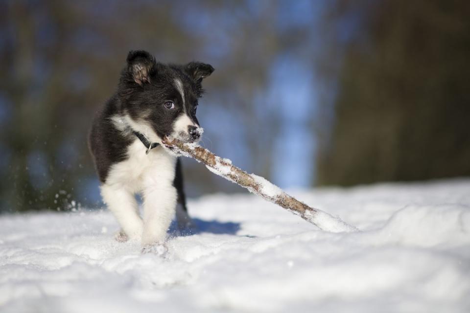 <p>A snow-covered world is a whole new world of play for a puppy. </p>