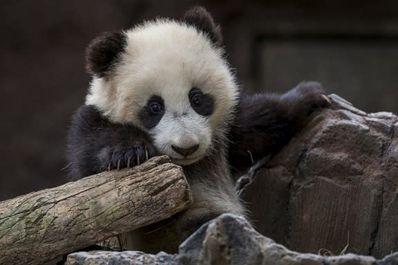 Xiao Liwu settling in at the San Diego Zoo's public panda exhibit on Jan. 23, 2013
