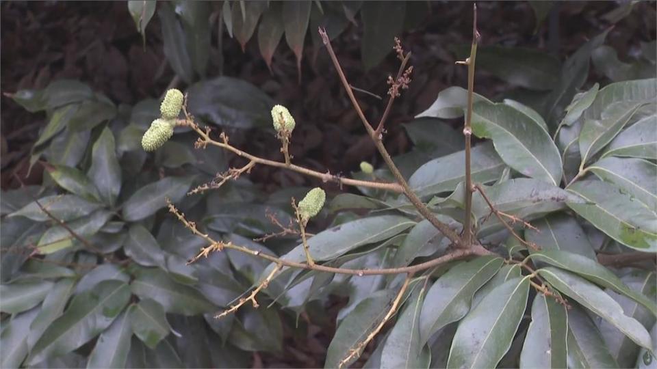 乾旱農災頻傳！ 高雄玉荷包結果全都「空砲彈」