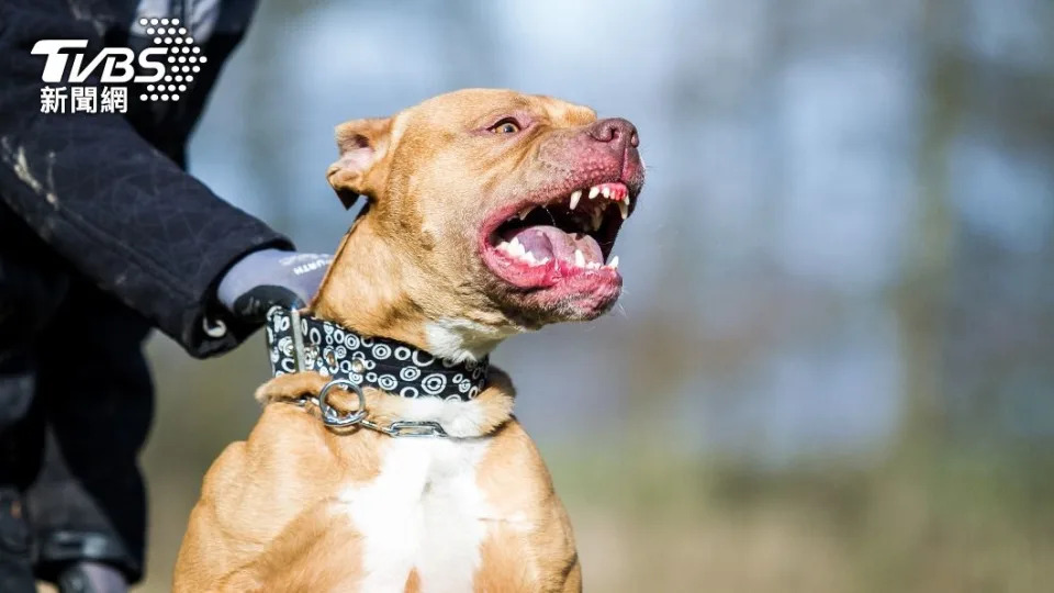 女童遭比特犬攻擊。（示意圖／shutterstock達志影像）