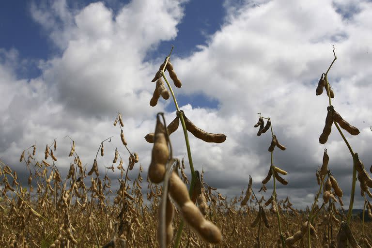 Soybeans are seen in a field in Castrolanda, Brazil, March 14, 2008.  The booming prices for Brazilian soy beans, Venezuelan oil and Chilean copper that brought prosperity to Latin America are heading for a bust that threatens to erode the hard-won gains of its poor and newly emerging middle class. (AP Photo/Rodolfo Buhrer)