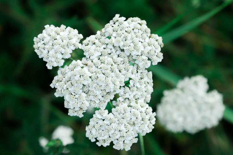 summer flowers, white yarrow outdoors