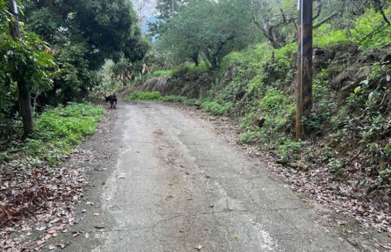 ▲台中一名67歲的李姓比丘尼，被發現陳屍在台南梅嶺風景區產業道路，檢警介入偵辦後，發現李女頭頸部多處純力導致裂傷出血，不排除他殺，但確切死因還有待解剖釐清。（圖／翻攝畫面） 