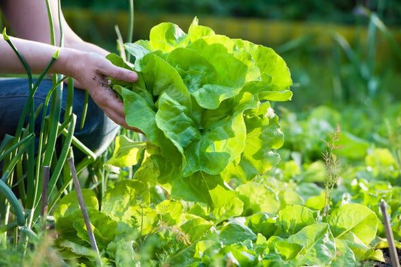 Woman picking lettuce from garden