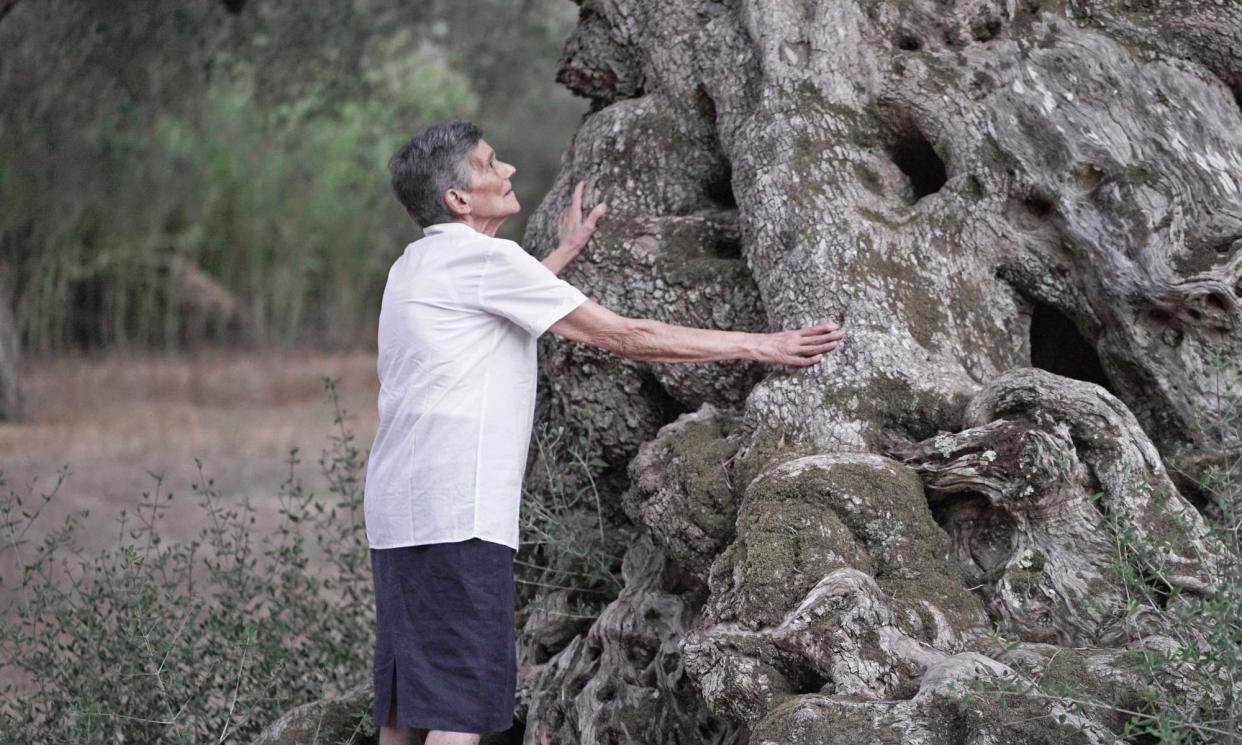 <span>An ancient tree killed by Xylella fastidiosa in Puglia.</span><span>Photograph: Agostino Petroni/The Guardian</span>