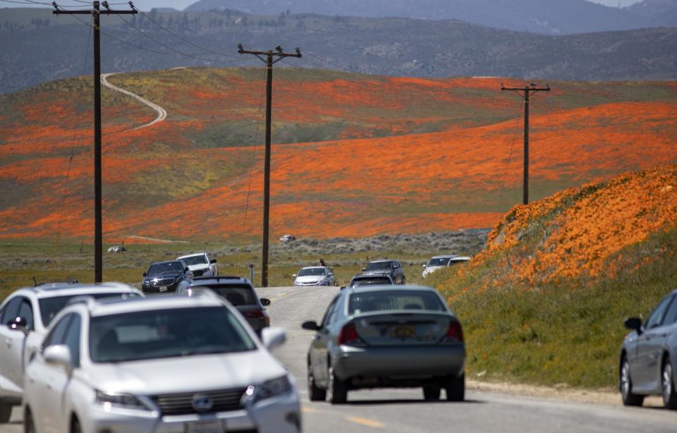 Vehicles crowd Lancaster Boulevard where scores of people were enjoying the blooming poppies in Lancaster.