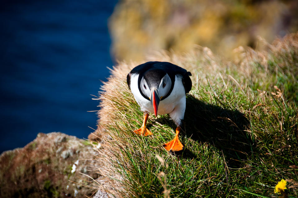 Iceland