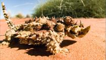 Der Dornteufel ist im trockenen australischen Outback zu Hause. Das Reptil ist am ganzen Körper mit dornenartigen Stacheln aus Keratin besetzt. Das Keratin der Stacheln speichert jegliche Feuchtigkeit in der trockenen Umgebebung. Durch Wechselwirkungen wird das Wasser direkt zum Maul des Dornteufels transportiert.