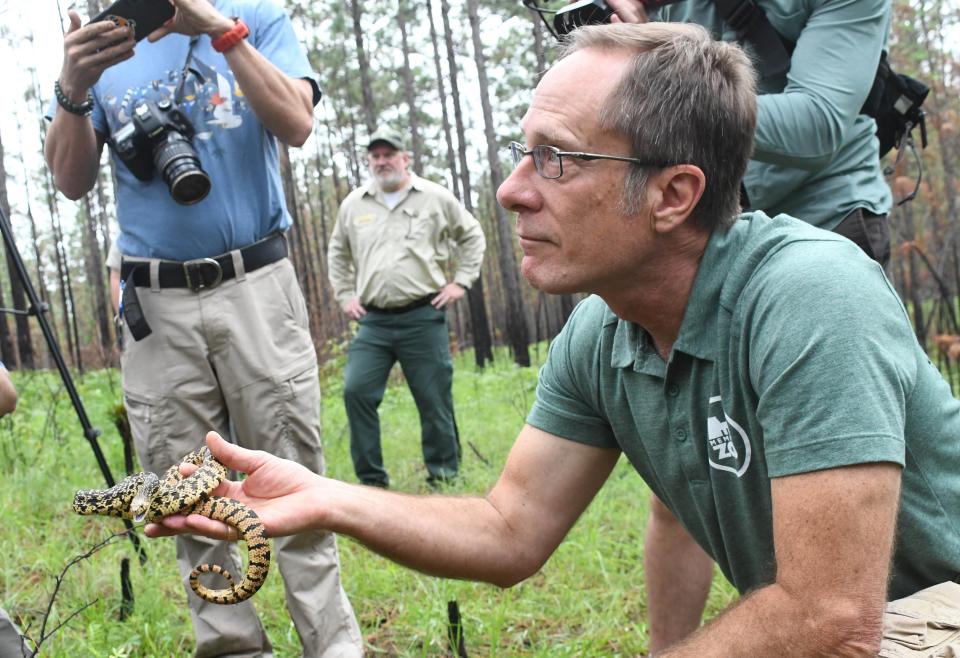 Dr. Steve Reichling, director of conservation and research at the Memphis Zoo in Tennessee, prepares to release a an endangered Louisiana pine snake in Kisatchie National Forest. The snake was bred at the zoo to help increase the snakesÕ population in Kisatchie.