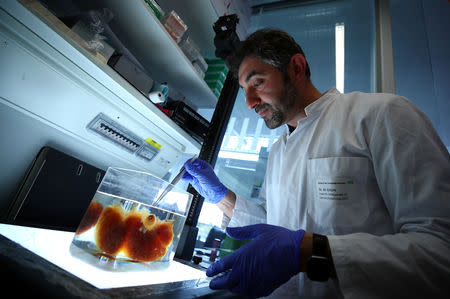 Dr. Ali Ertuerk, Group Leader at the Institute for Stroke and Dementia Research (ISD) at the Ludwig Maximillian's University, looks at a transparent human brain at his laboratory in Munich, Germany April 23, 2019. Mr. Ertuerk and his team developed DISCO transparency technology which is used by scientists from diverse biomedical research fields to generate high resolution views of intact rodent organs and bodies, a milestone on the way to generate 3D-bioprinted human organs. Picture taken April 23, 2019. REUTERS/Michael Dalder