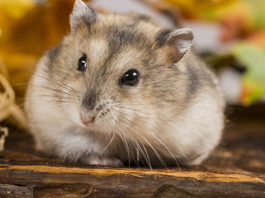 The Siberian hamster loses almost half its body weight in time for winter: Shutterstock