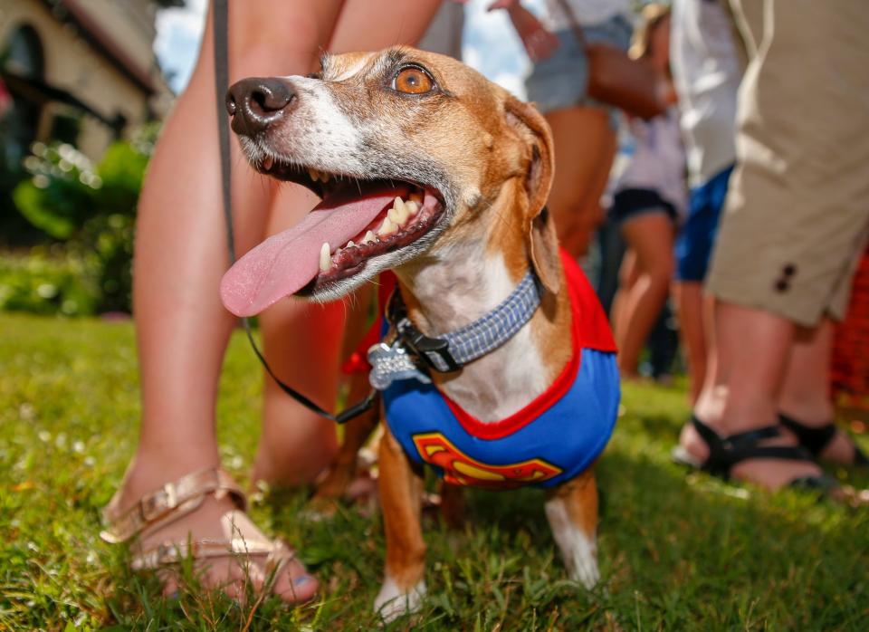 A dachshund dressed as Superman attends the Tuscaloosa Oktoberfest near 301 Greensboro Ave in Tuscaloosa on Saturday, Oct. 6, 2018.