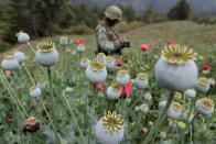 <p>A soldier stands guard beside poppy plants before a poppy field is destroyed during a military operation in the municipality of Coyuca de Catalan, Mexico, April 18, 2017. (Photo: Henry Romero/Reuters) </p>