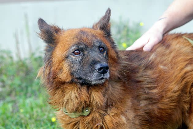 Dog named Krym who survived the missile strike in Dnipro.