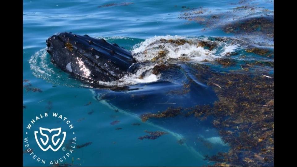 The tour agency described the encounter as “a whale day spa.”