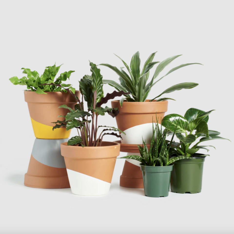 Plant Subscription