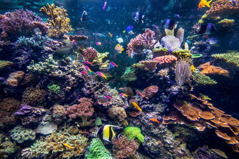 Underwater coral reef fish shoal landscape. Coral reef underwater world