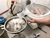 In this April 10, 2019, photo, the hands of Fletcher Gerhardt, a contractor at a medical marijuana processing company called PharmaEx LLC, are seen through a glass beaker as Gerhardt works to process hash oil in Rickreall, Ore. PharmaEx LLC is the last medical marijuana processing company in Oregon. An Associated Press analysis has found existing medical marijuana programs take a hit when states legalize cannabis for all adults. (AP Photo/Gillian Flaccus)