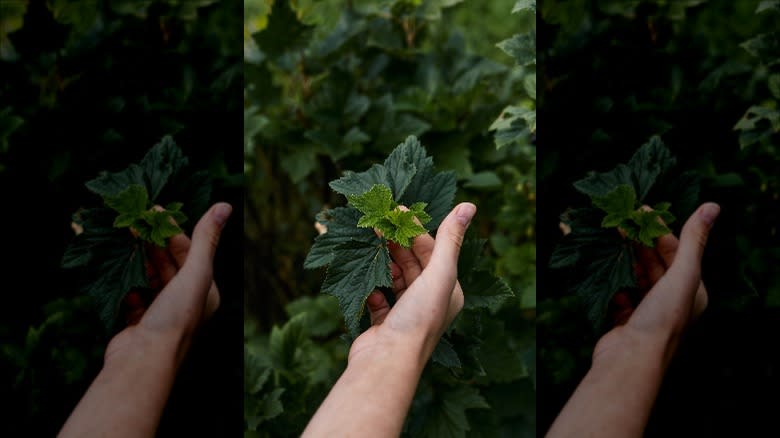 Hand holding black currang branch