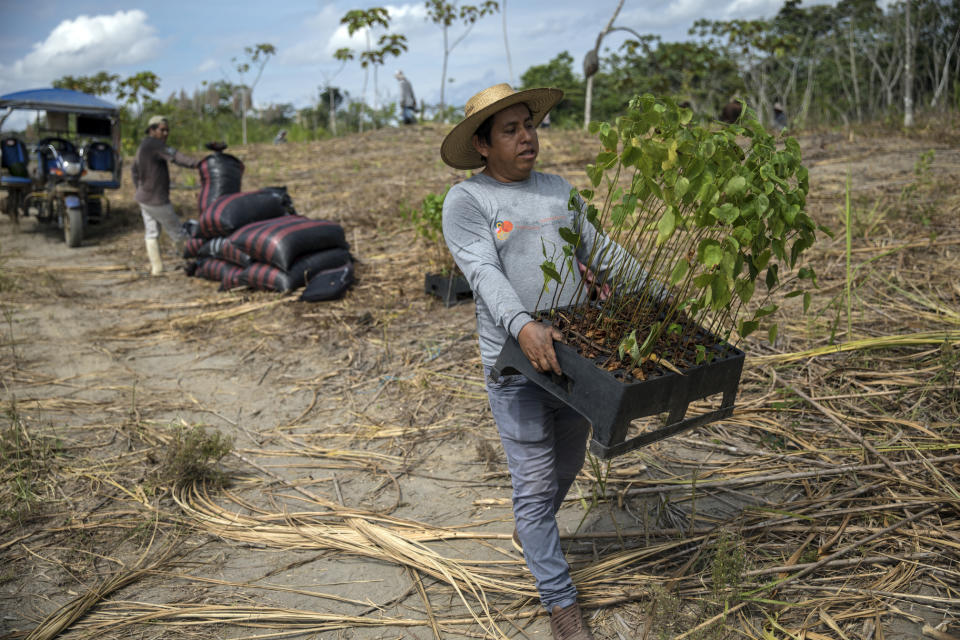 Forestry researcher Jhon Farfan carries saplings to replant a field damaged by illegal gold miners in Madre de Dios, Peru, on March 29, 2019. The rainforest is under increasing threat from illicit logging, mining and ranching. Farfan’s job involves inspecting lands where the forest has already been lost to illegal mining spurred by the spike in gold prices following the 2008 global financial crash. (AP Photo/Rodrigo Abd)