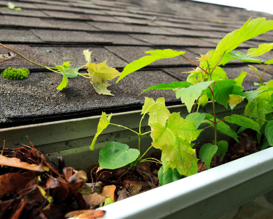 gutter full of leaves