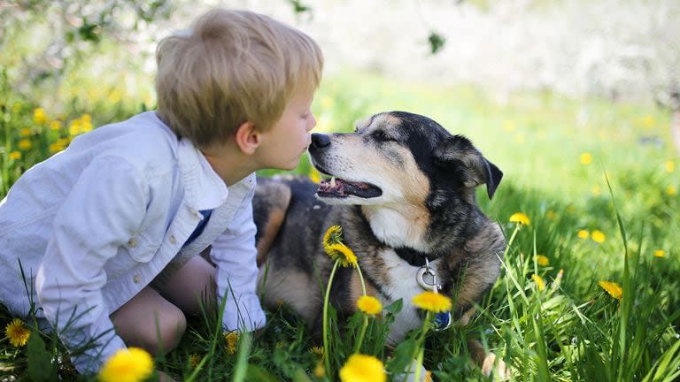 Independientemente del fármaco, los investigadores tendrán que demostrar que añade años buenos y saludables a la vida de un perro, en vez de simplemente prolongar su declive, advirtieron los expertos