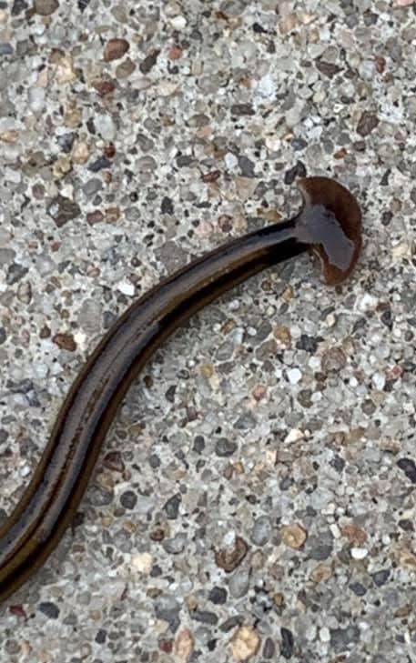 A family recently discovered a hammerhead worm on their property in southeast Springfield.